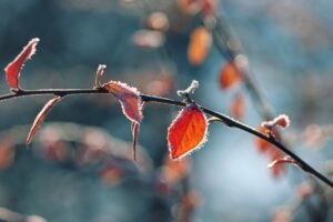 nature, frost, foliage-6895756.jpg